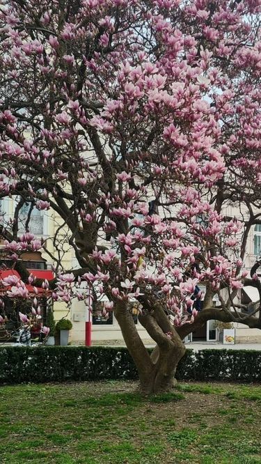 Magnolias Makartplatz