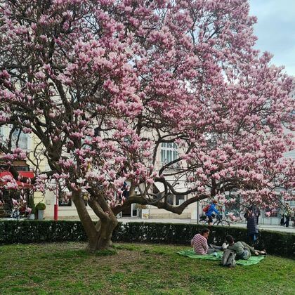 Magnolias Makartplatz